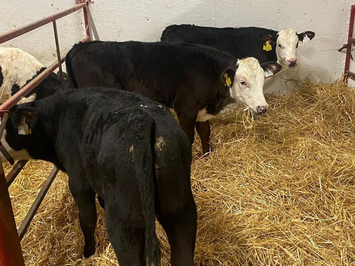 Super Reared Bull Calves - Image 2