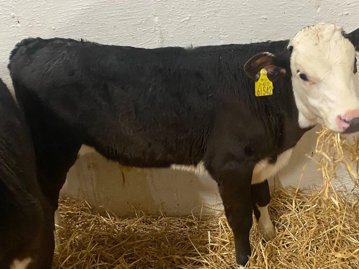Super Reared Bull Calves - Image 1