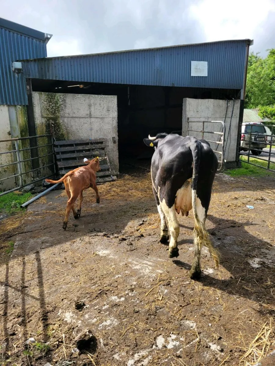 Friesian Cow and Limousin Calf - Image 1