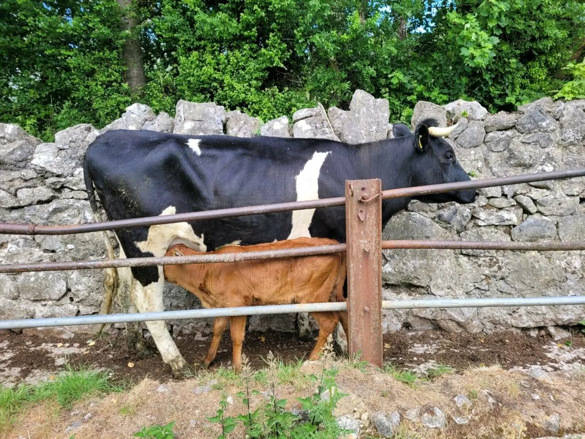 Friesian Cow and Limousin Calf - Image 2
