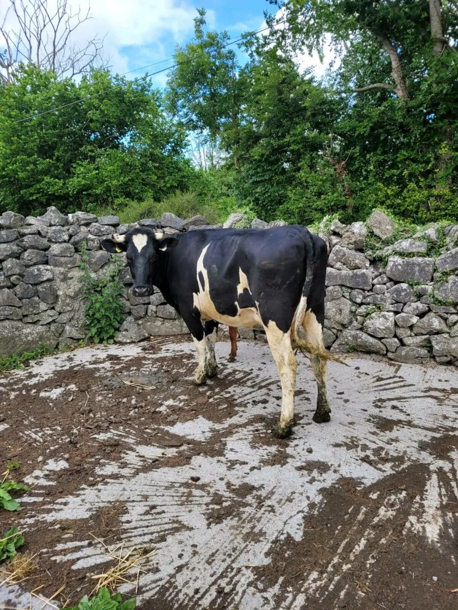 Friesian Cow and Limousin Calf - Image 3