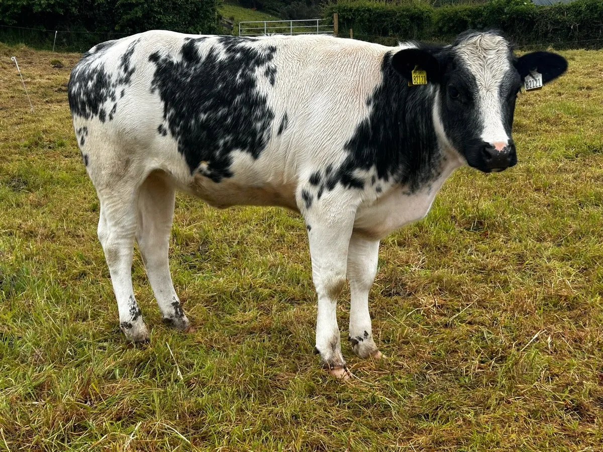 5 Star Belgium Blue Breeding Heifer - Image 1