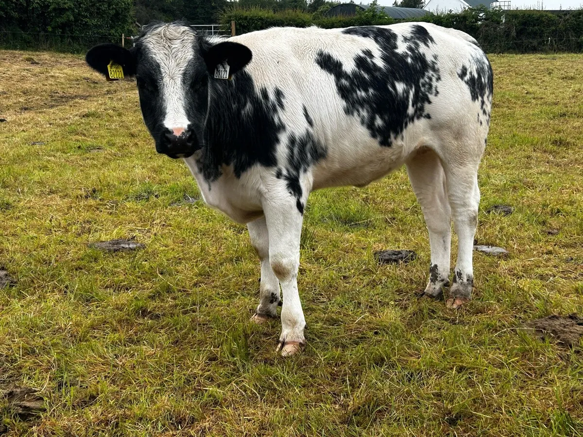 5 Star Belgium Blue Breeding Heifer - Image 2