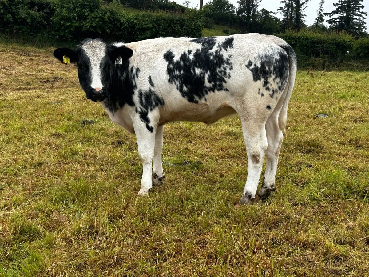 5 Star Belgium Blue Breeding Heifer - Image 3