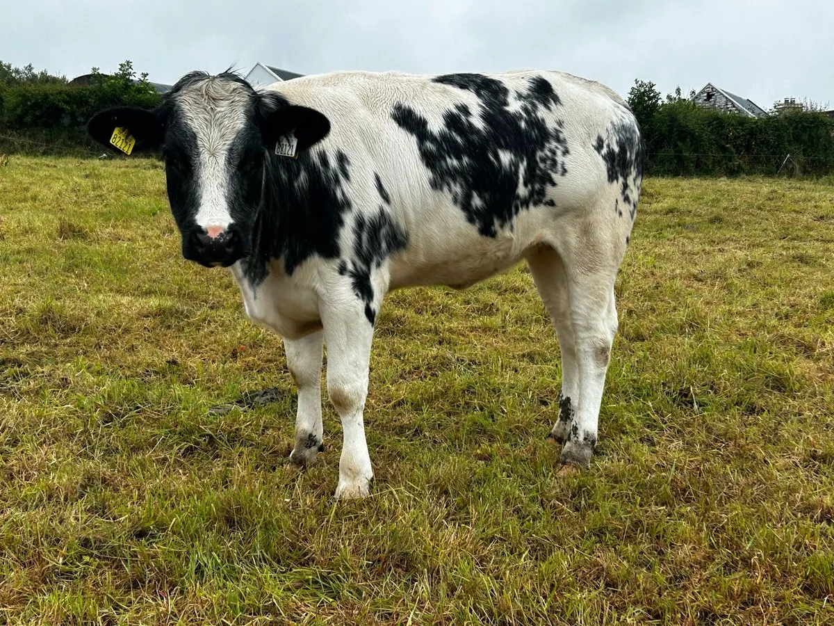 5 Star Belgium Blue Breeding Heifer - Image 4