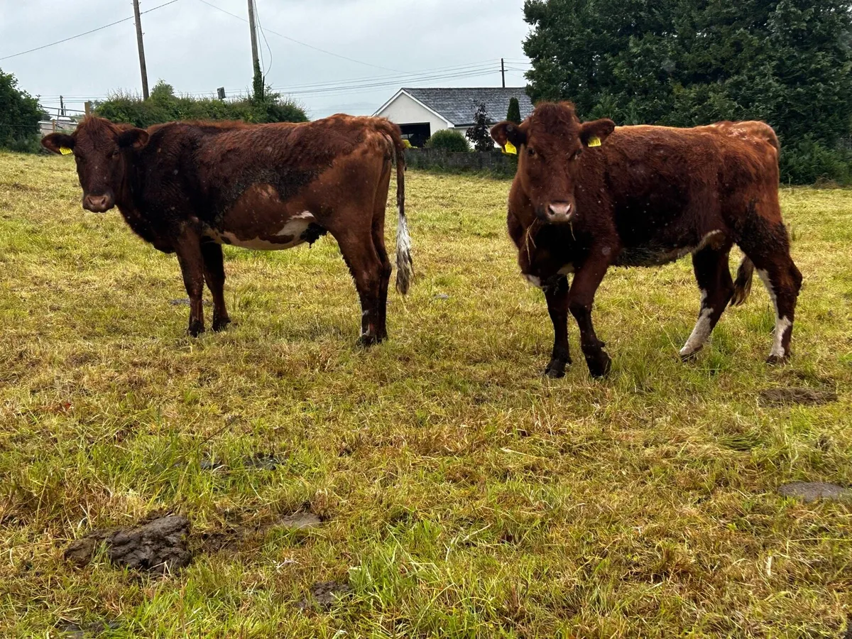 Two In-Calf Heifers - Image 1