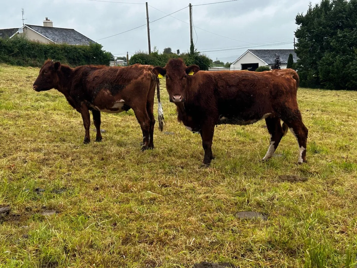 Two In-Calf Heifers - Image 2