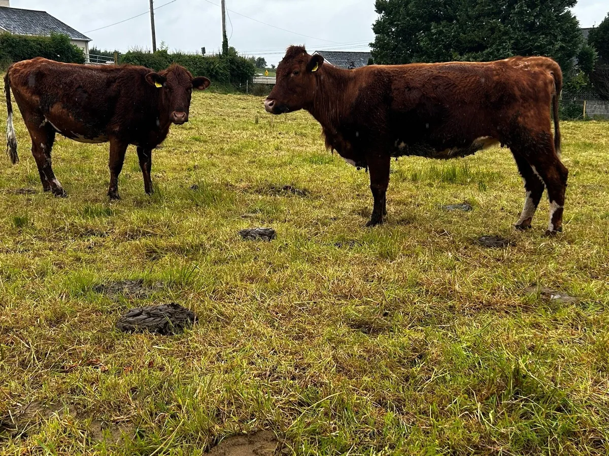 Two In-Calf Heifers - Image 3