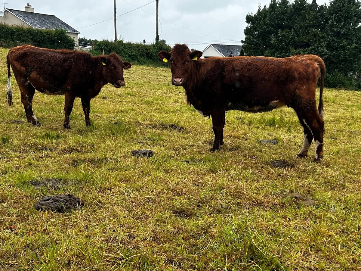 Two In-Calf Heifers - Image 4
