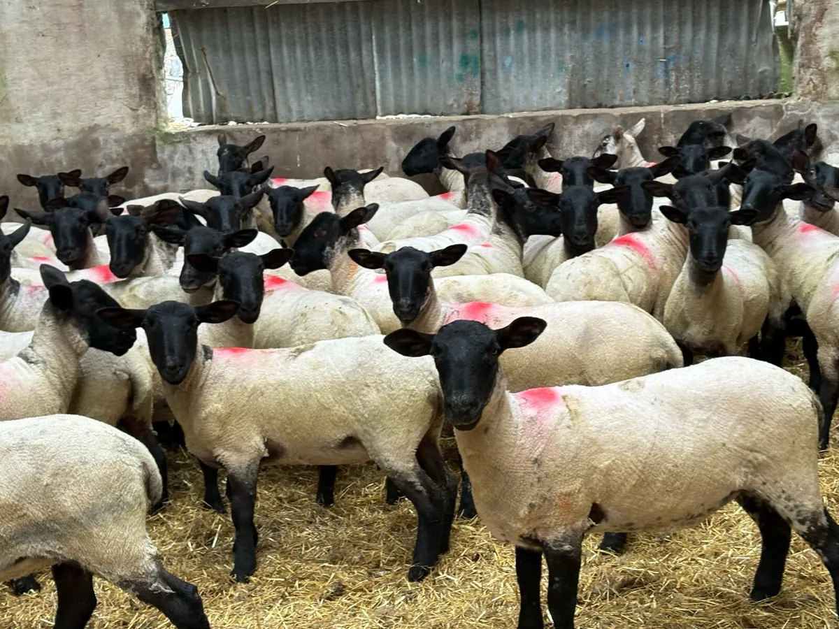 Suffolk mule hoggets - Image 3