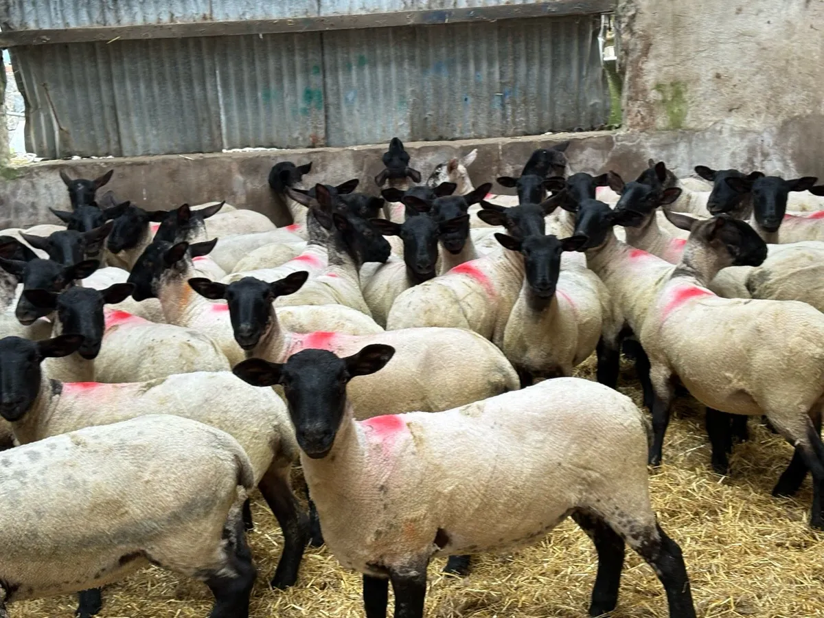 Suffolk mule hoggets - Image 4