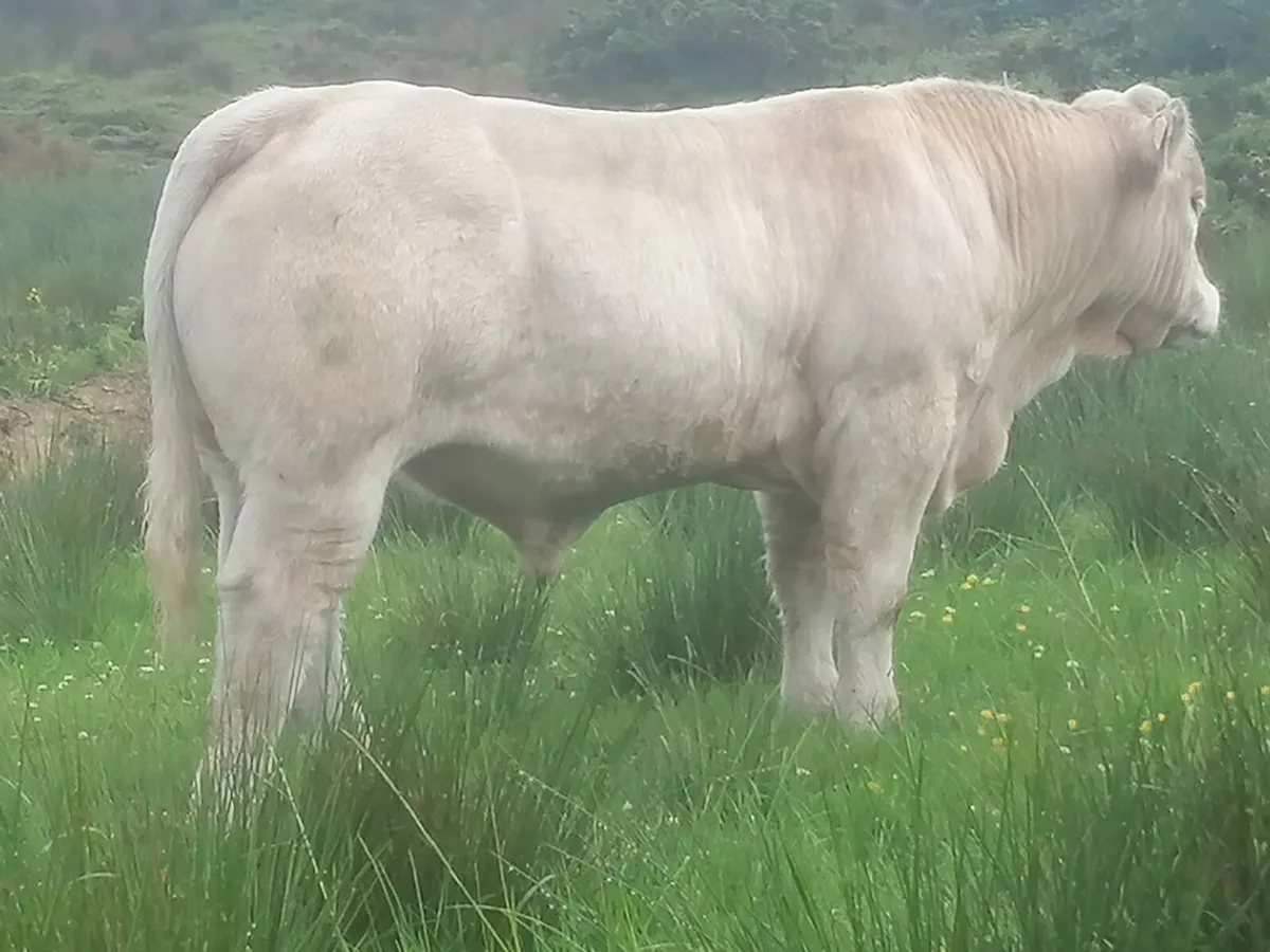 5 Star Pedigree Charolais Bulls - Image 1