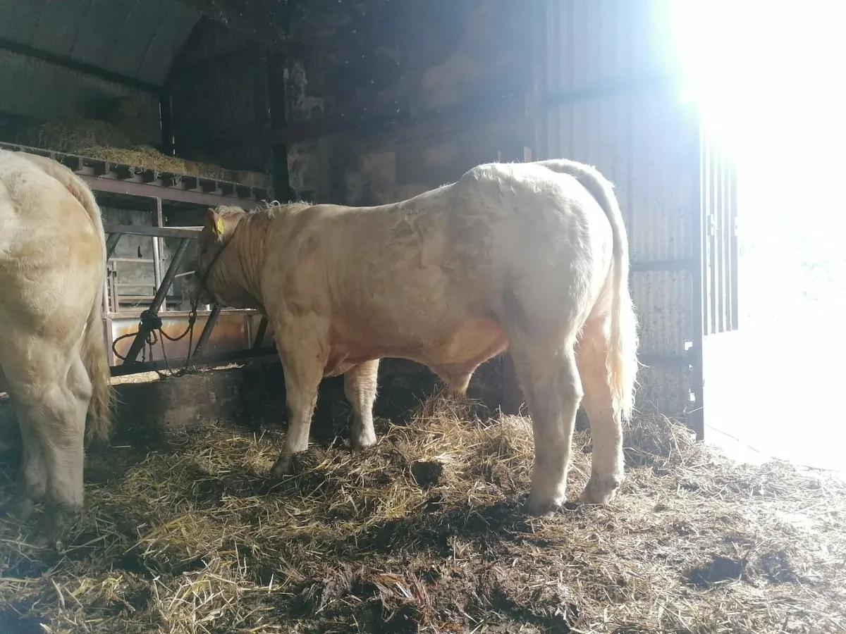 5 Star Pedigree Charolais Bulls - Image 2