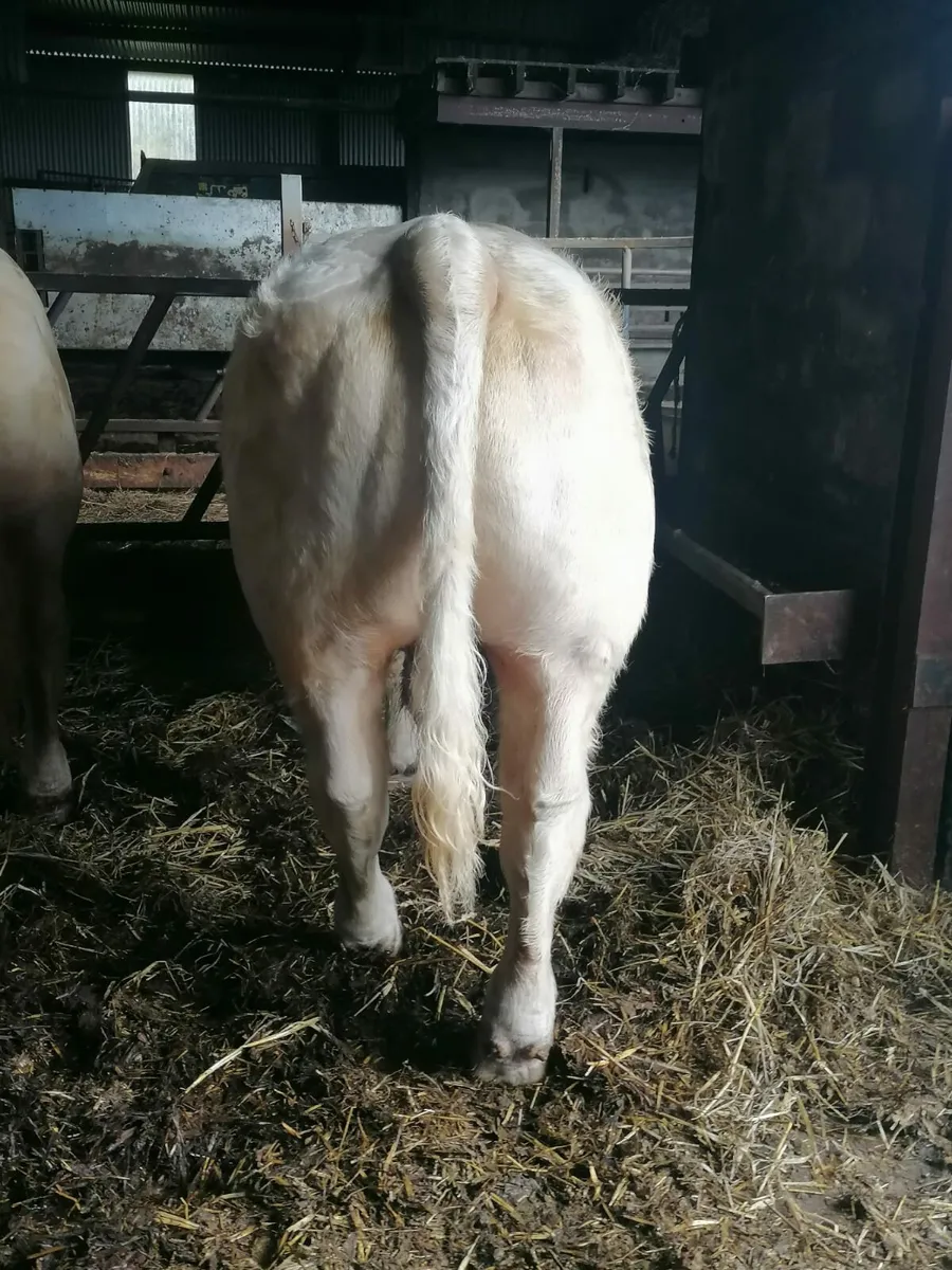 5 Star Pedigree Charolais Bulls - Image 4