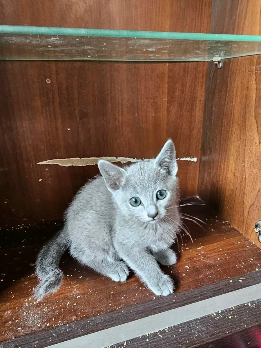 Russian Blue boys available.  Pedigree and reg - Image 2