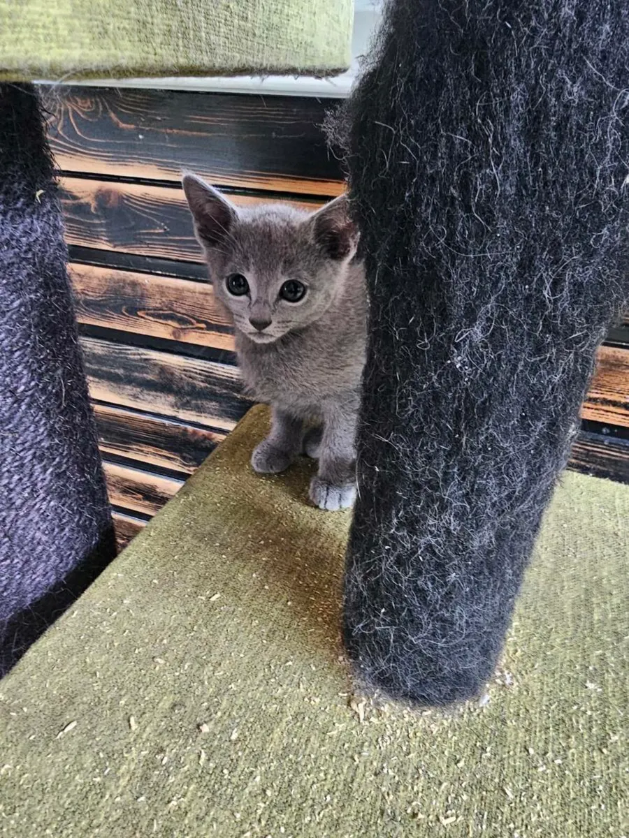 Russian Blue boys available.  Pedigree and reg - Image 3