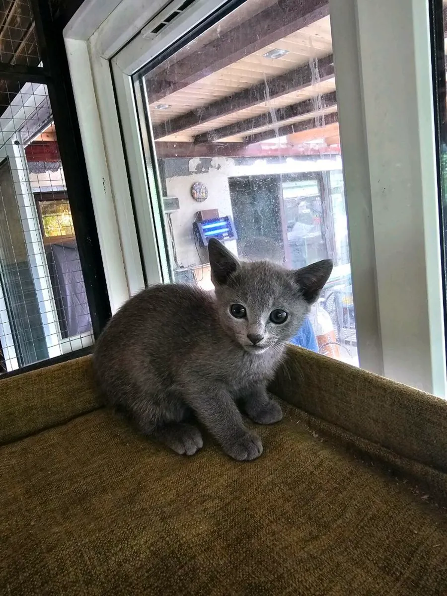 Russian Blue boys available.  Pedigree and reg - Image 4