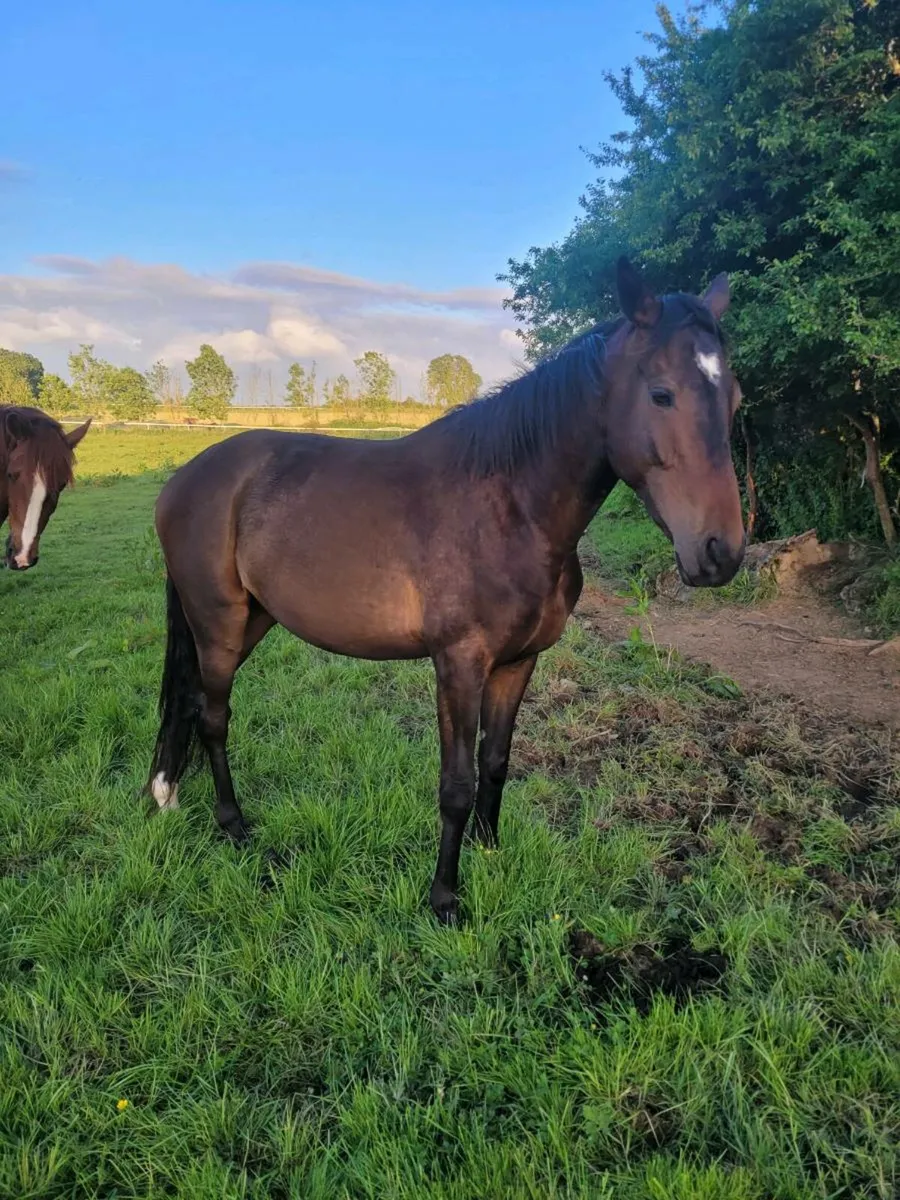Berkshire gelding - Image 2