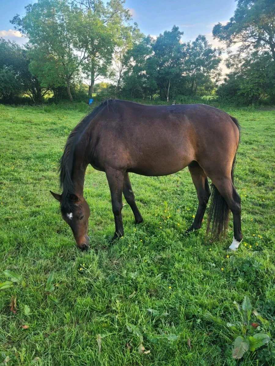 Berkshire gelding - Image 3