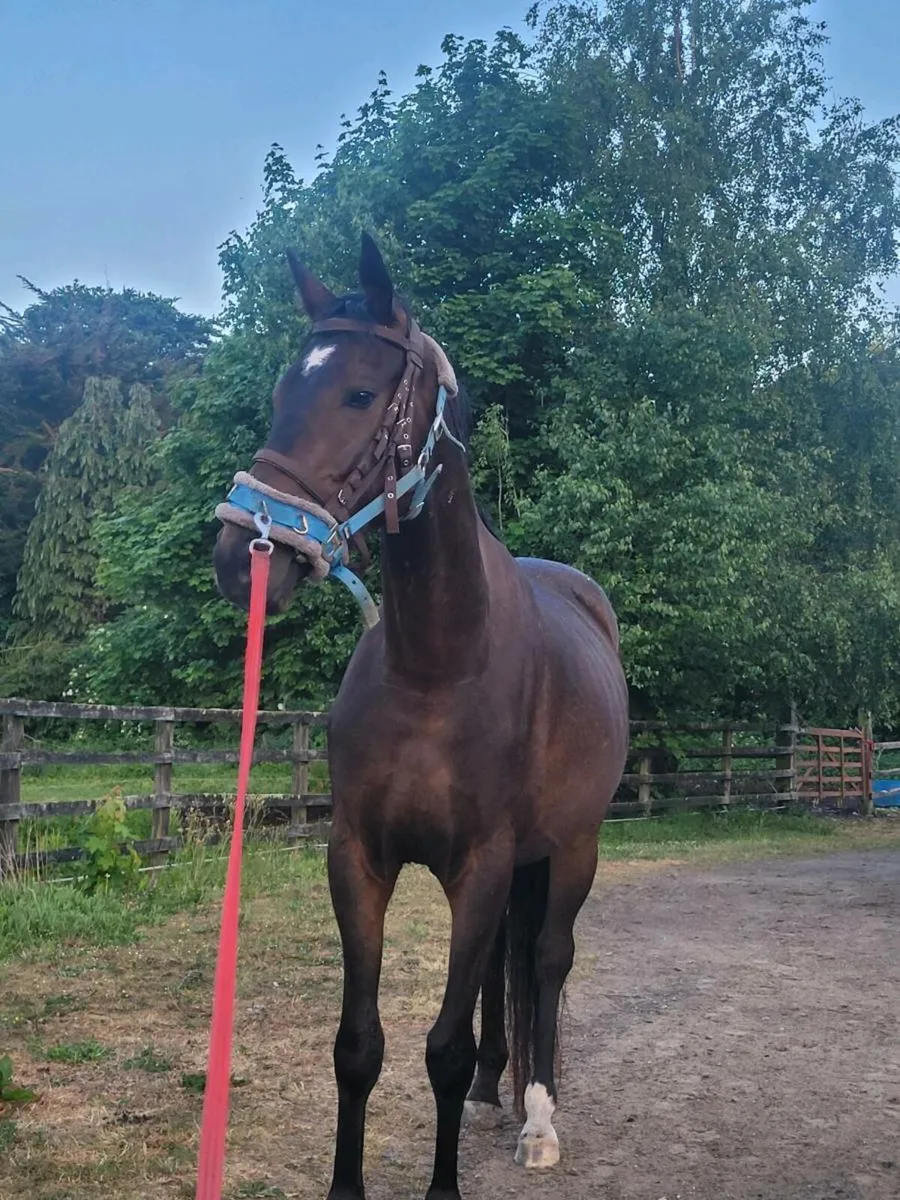 Berkshire gelding - Image 1