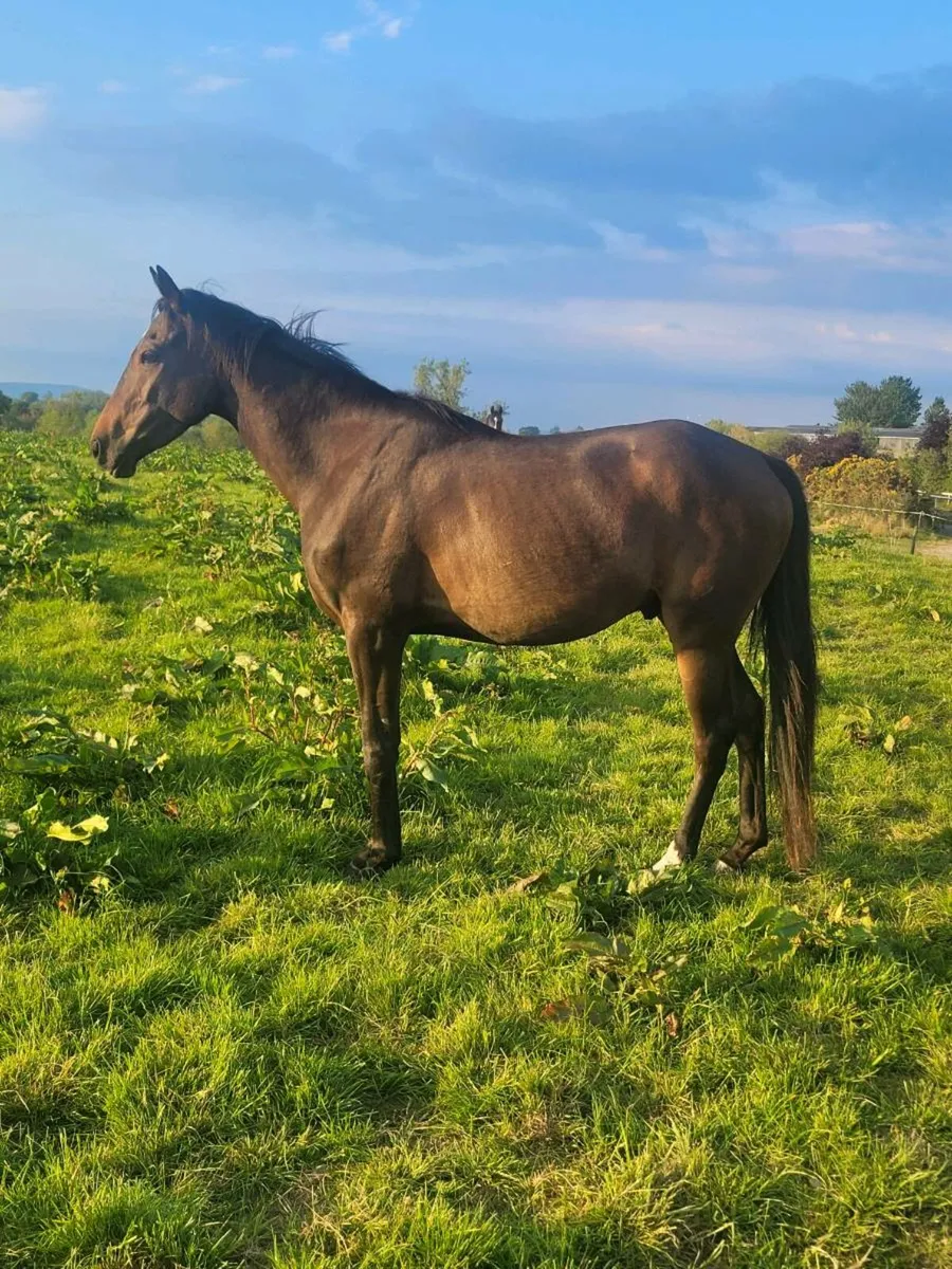 Berkshire gelding - Image 4