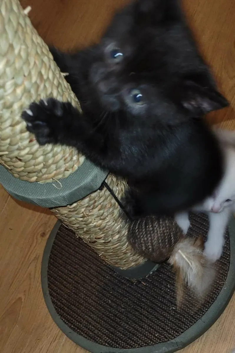 Kitten - Image 1
