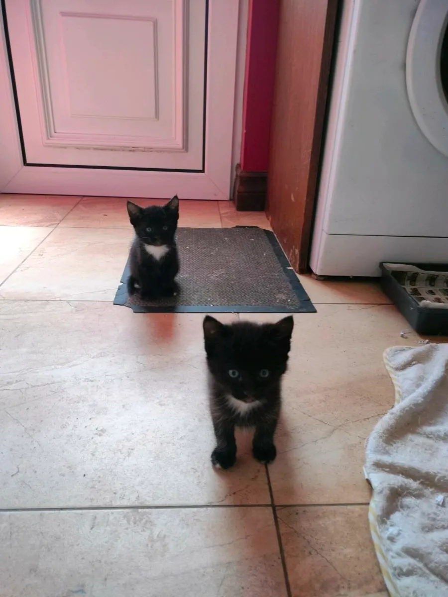 Beautiful friendly kittens 😻 - Image 2