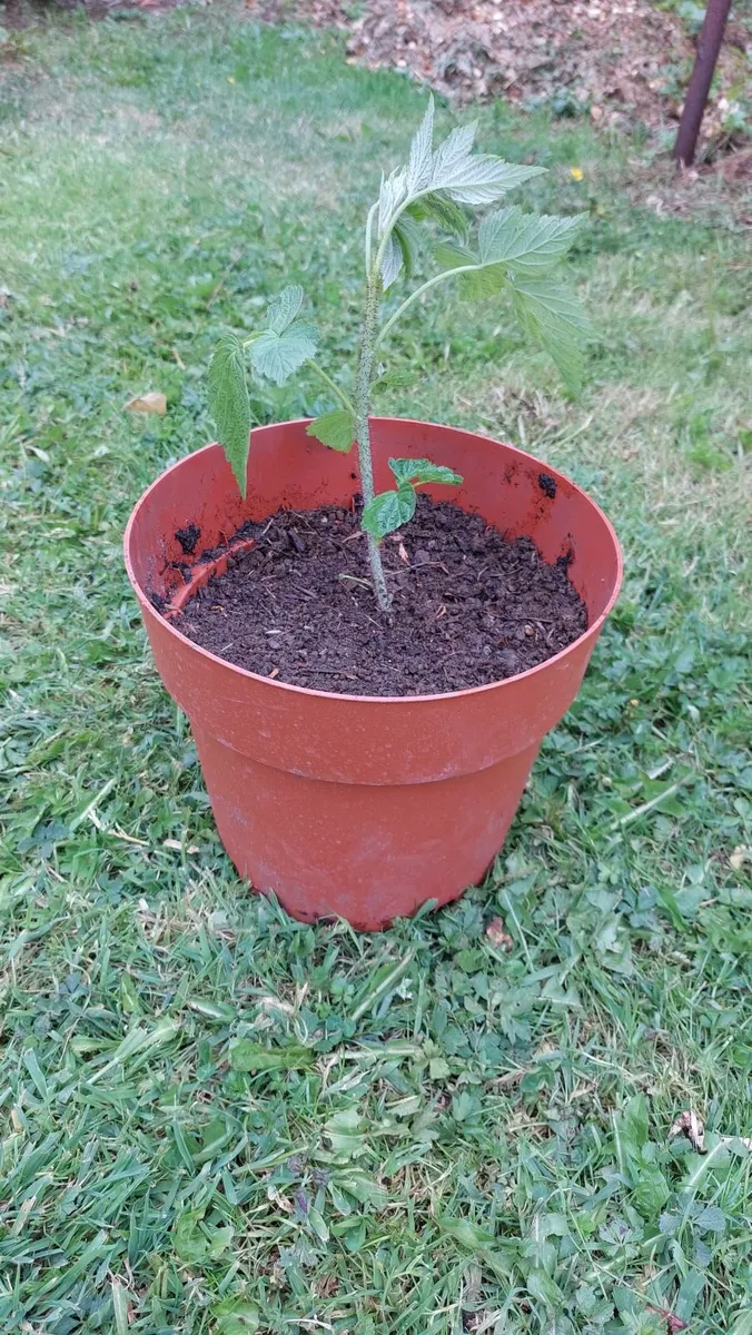 Raspberry plant
