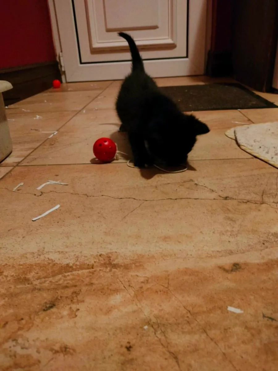 Beautiful friendly kittens 😻 - Image 3