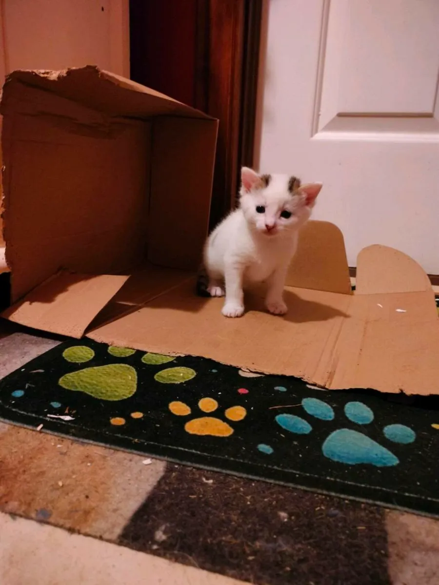 Beautiful friendly kittens 😻 - Image 4