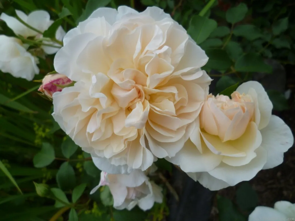 Lichfield Angel - Retired David Austin Rose - Image 1