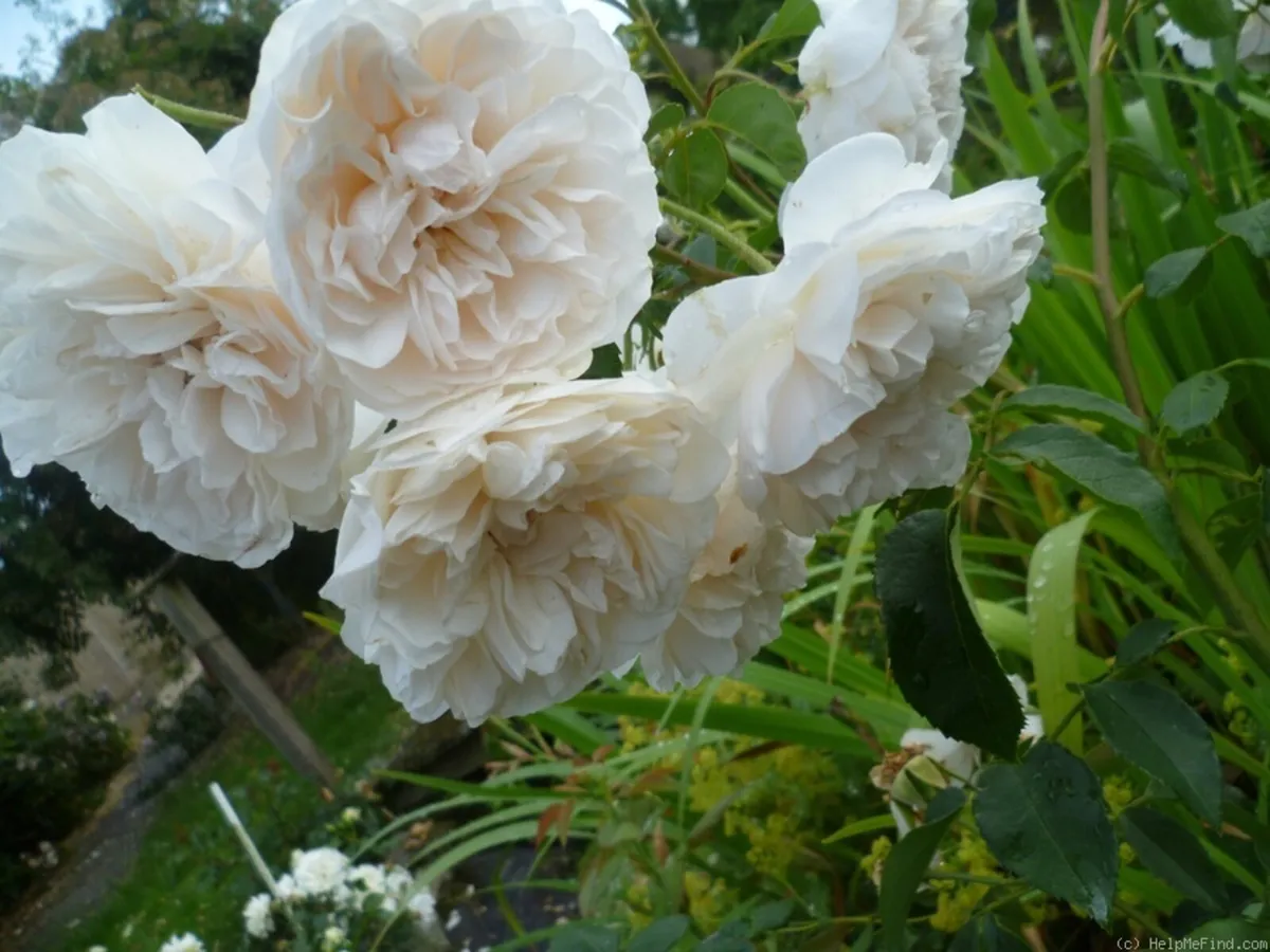 Lichfield Angel - Retired David Austin Rose - Image 2