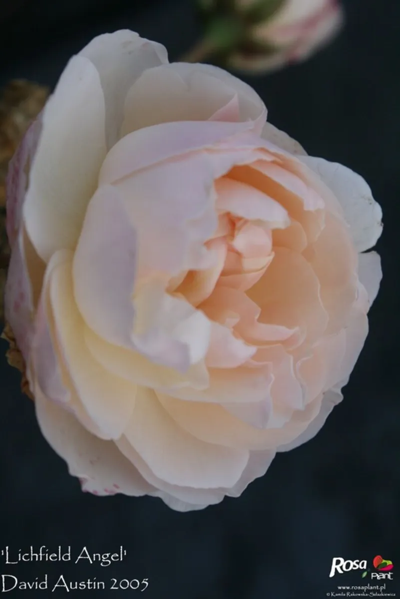 Lichfield Angel - Retired David Austin Rose - Image 3