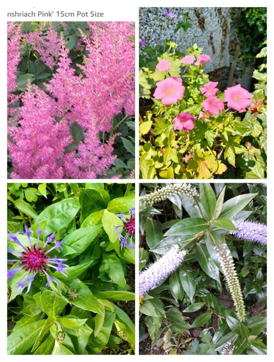 Selection of Outdoor plants for Sale - Image 1