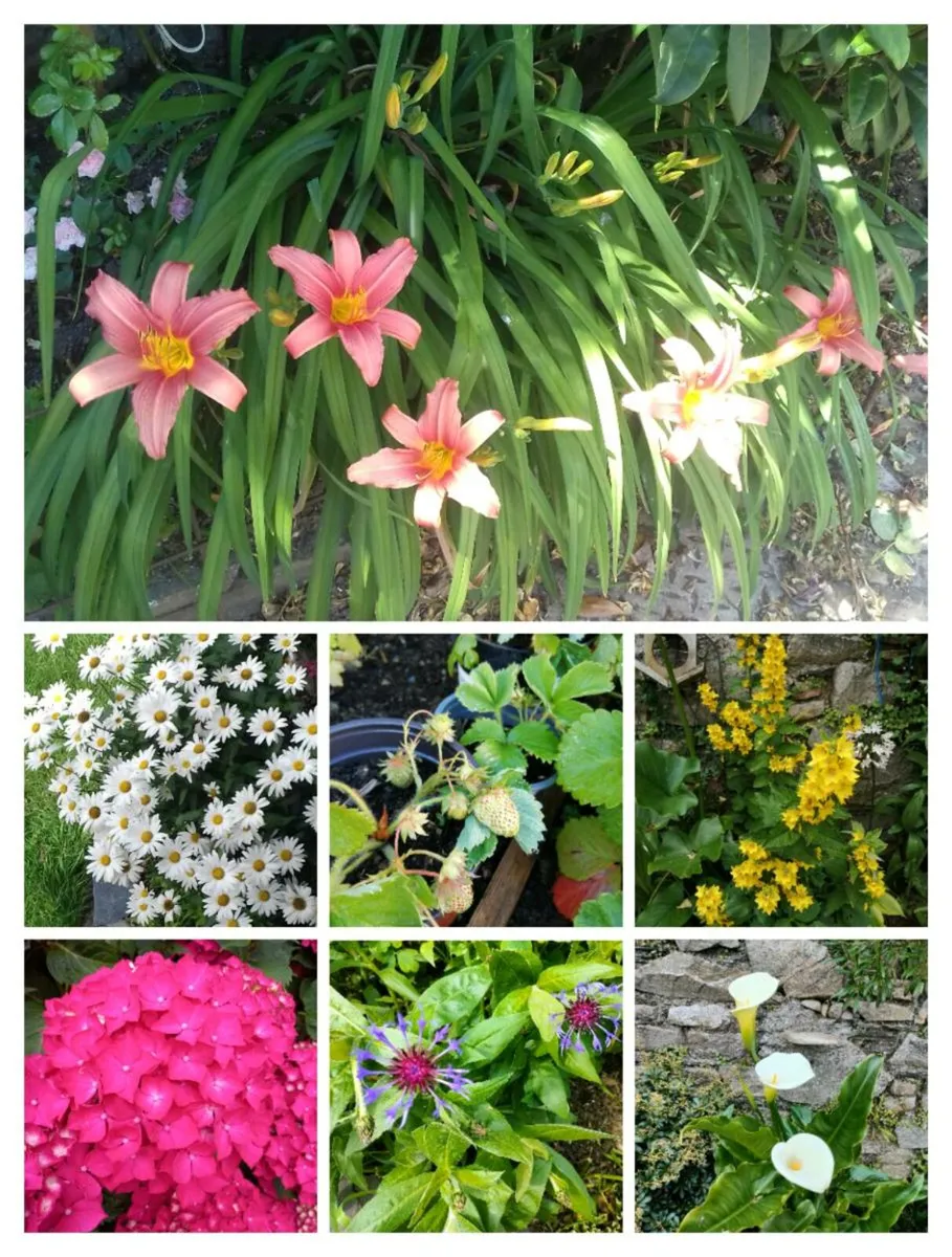 Selection of Outdoor plants for Sale - Image 3