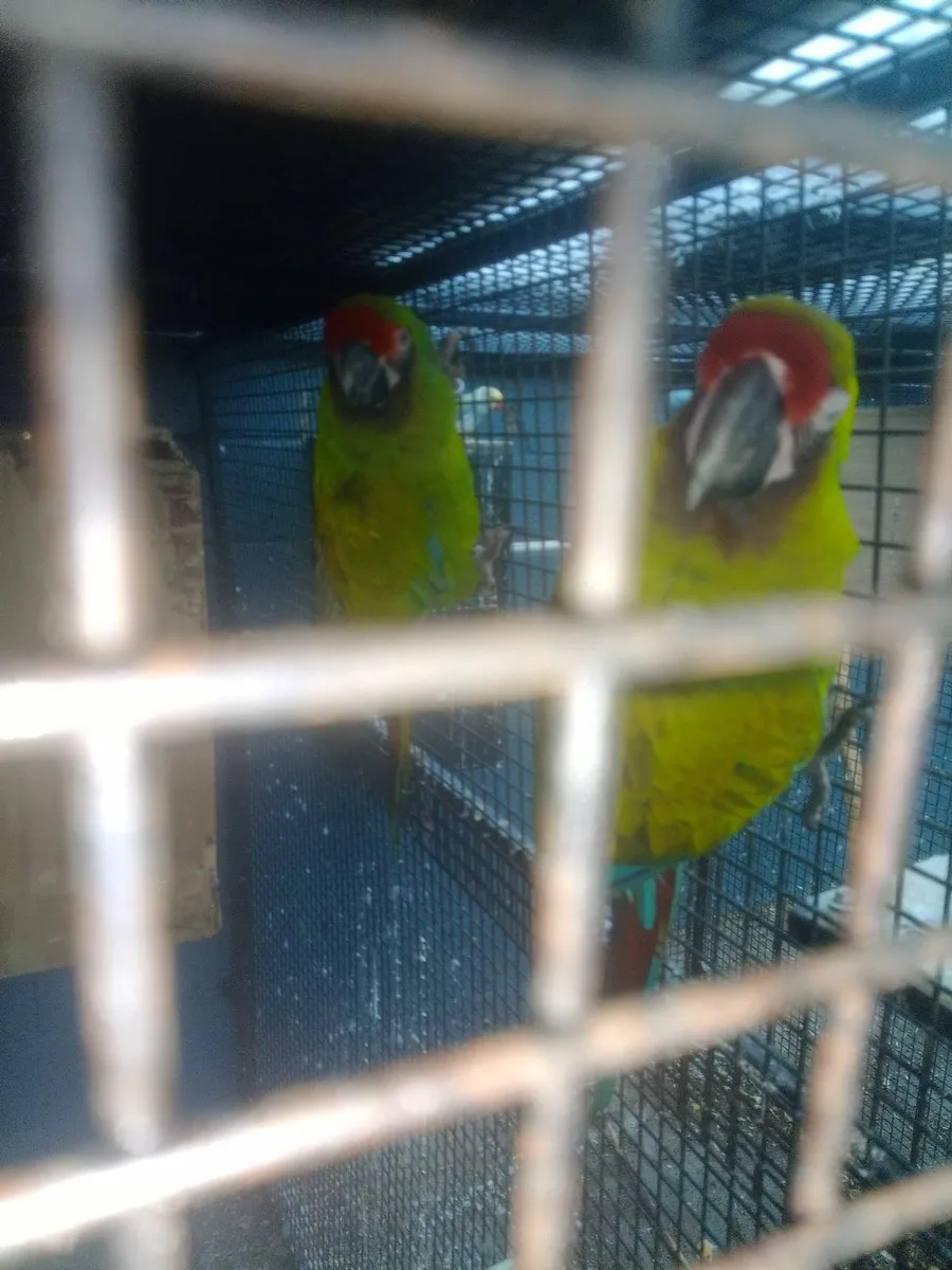 Pairs of military macaws for sale - Image 1