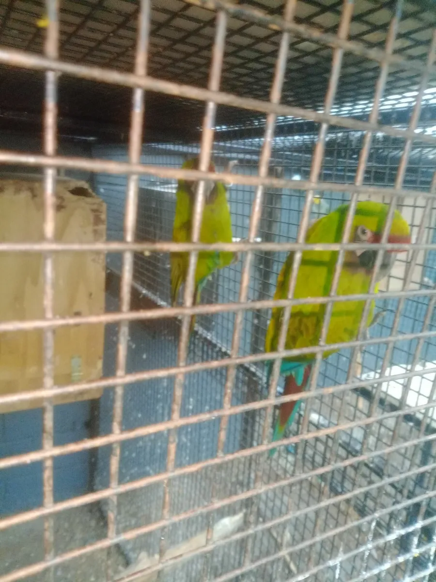 Pairs of military macaws for sale - Image 2