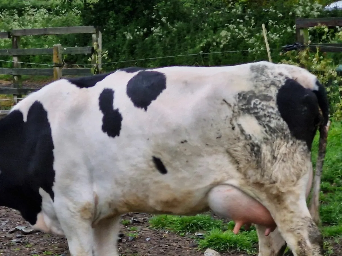 Fr heifer  freshly calved - Image 1