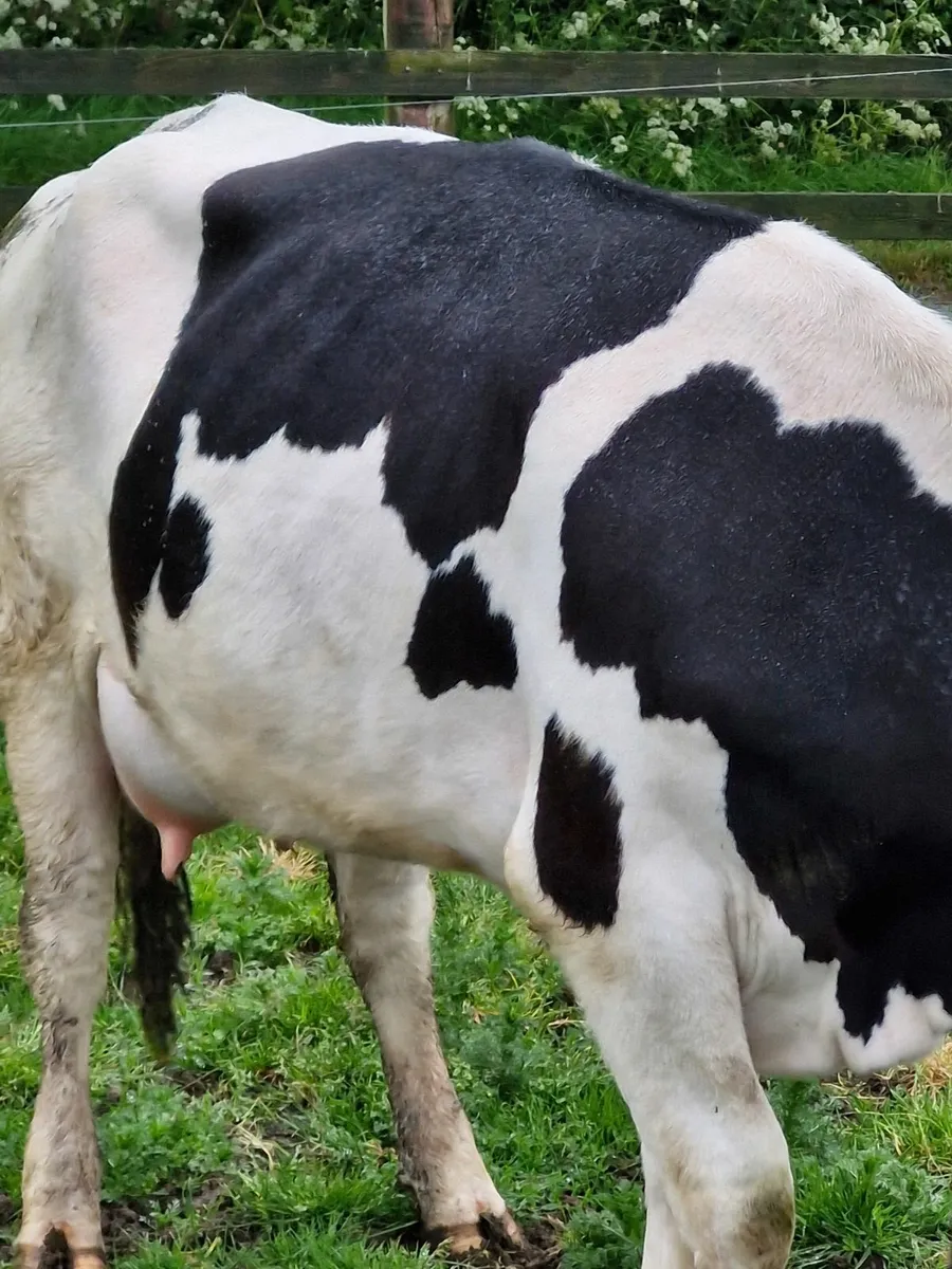 Fr heifer  freshly calved - Image 2