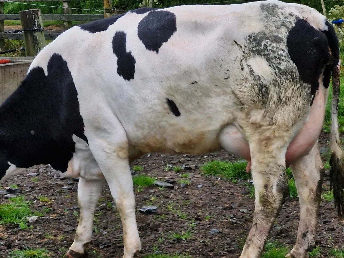 Fr heifer  freshly calved - Image 3