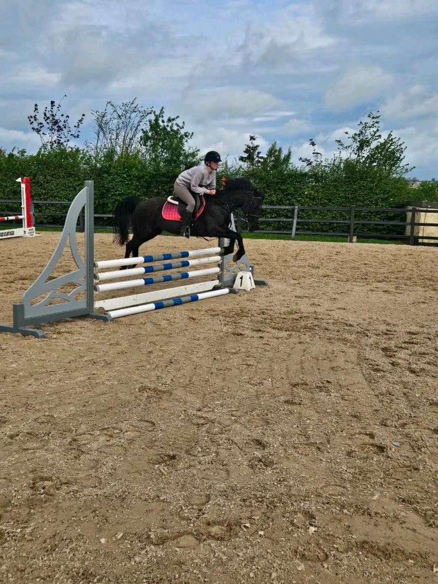 Perfect child's competition pony - Image 3