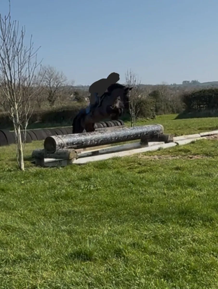 Perfect child's competition pony - Image 4