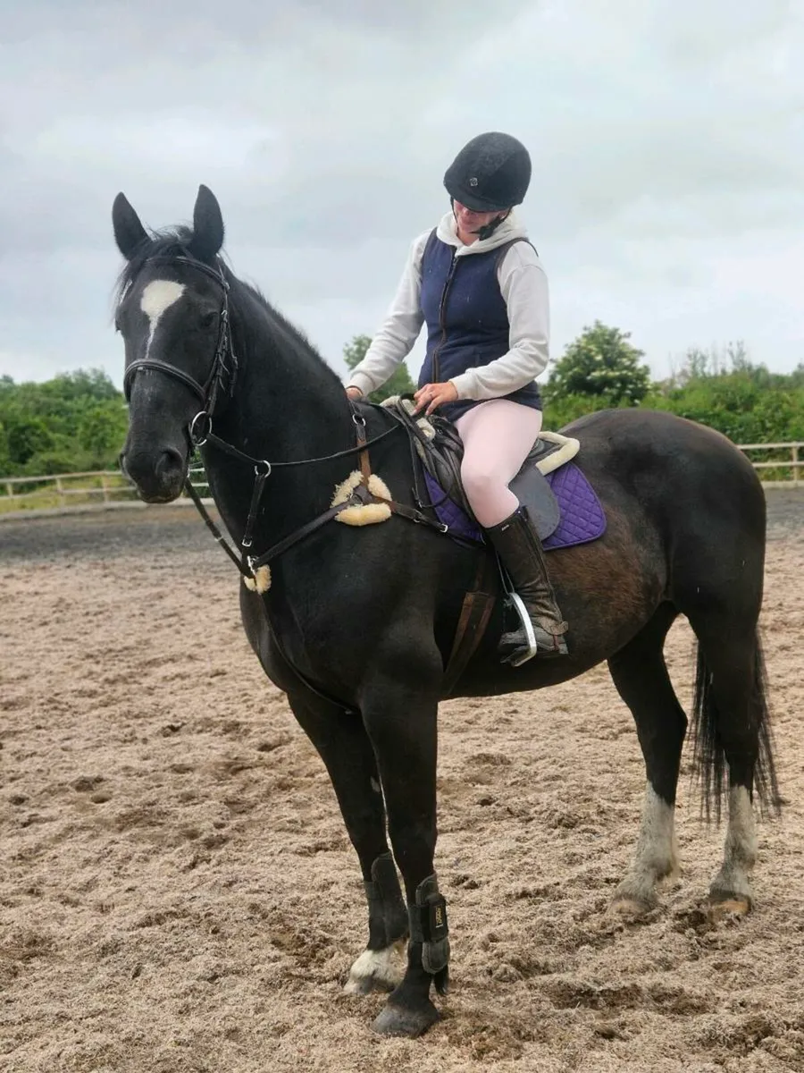 Horse to suit anyone - Image 1