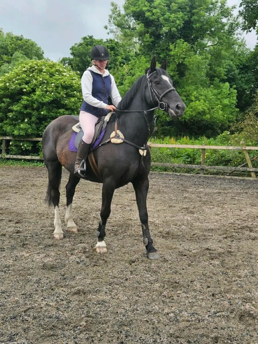 Horse to suit anyone - Image 2