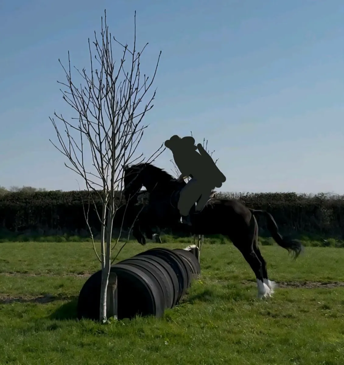 Horse to suit anyone - Image 3