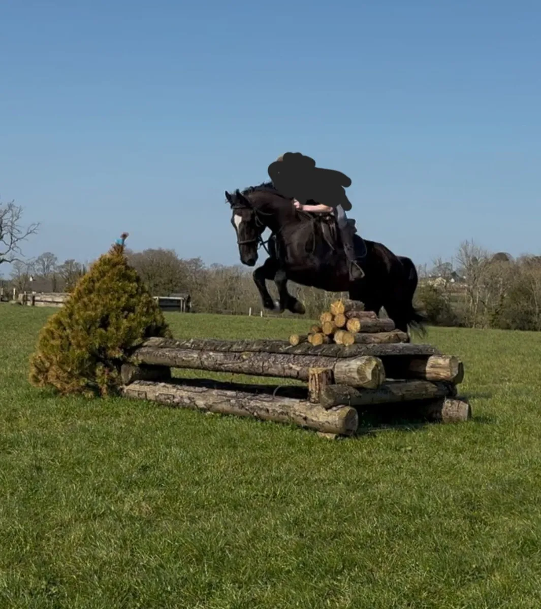 Horse to suit anyone - Image 4
