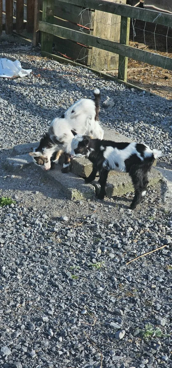 Pigmy Goats - Image 2