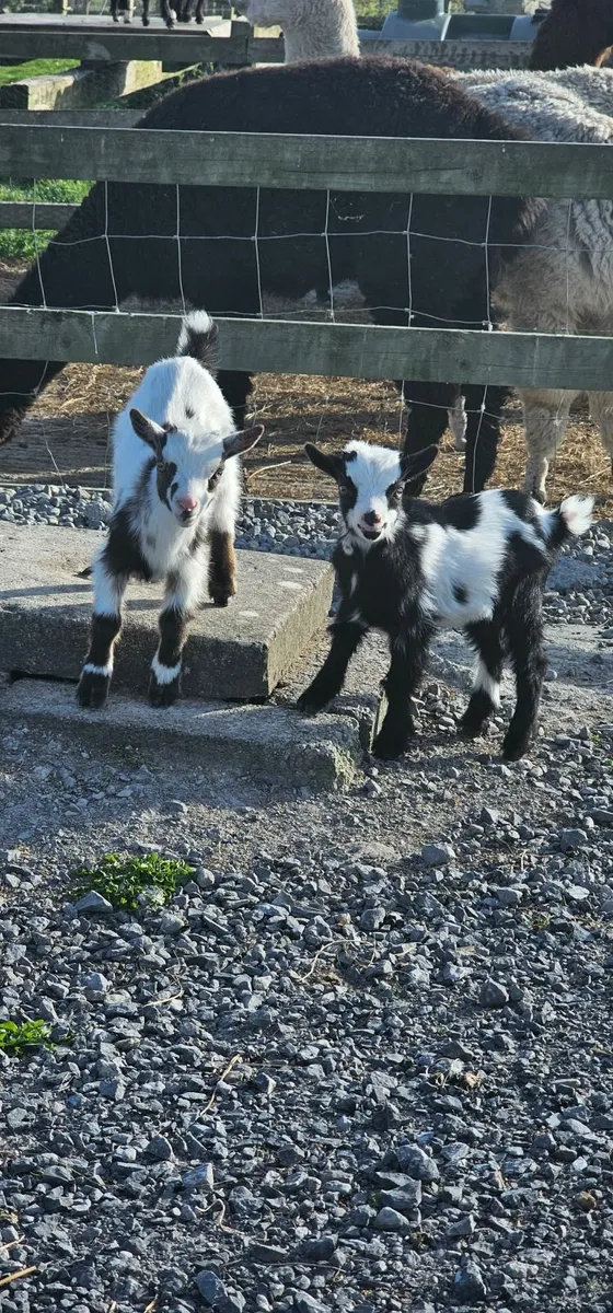 Pigmy Goats - Image 1