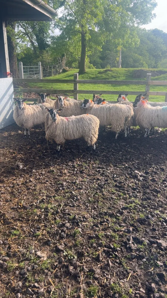 11 dry mule ewe Hoggets - Image 1