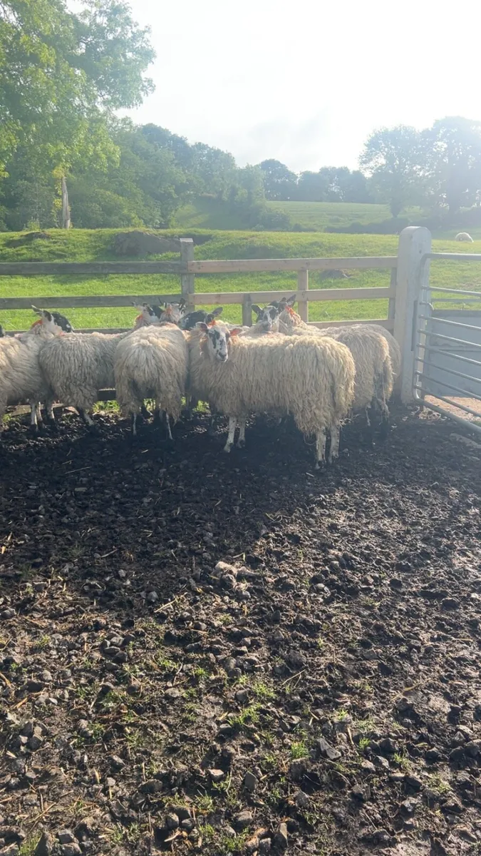 11 dry mule ewe Hoggets - Image 2
